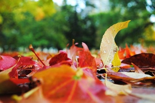 Illustration for article titled Shooting Challenge Fall Leaves Gallery 4